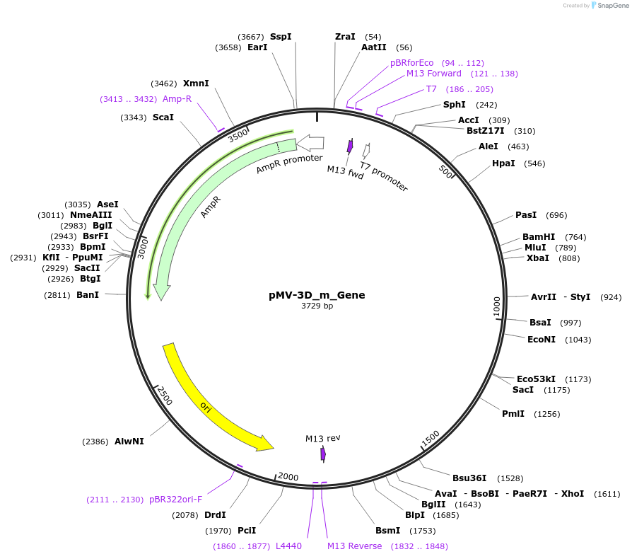 253724-plasmid-map-sequence-id-504378