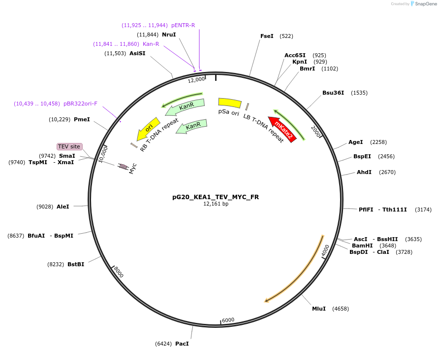 244960-plasmid-map-sequence-id-504417