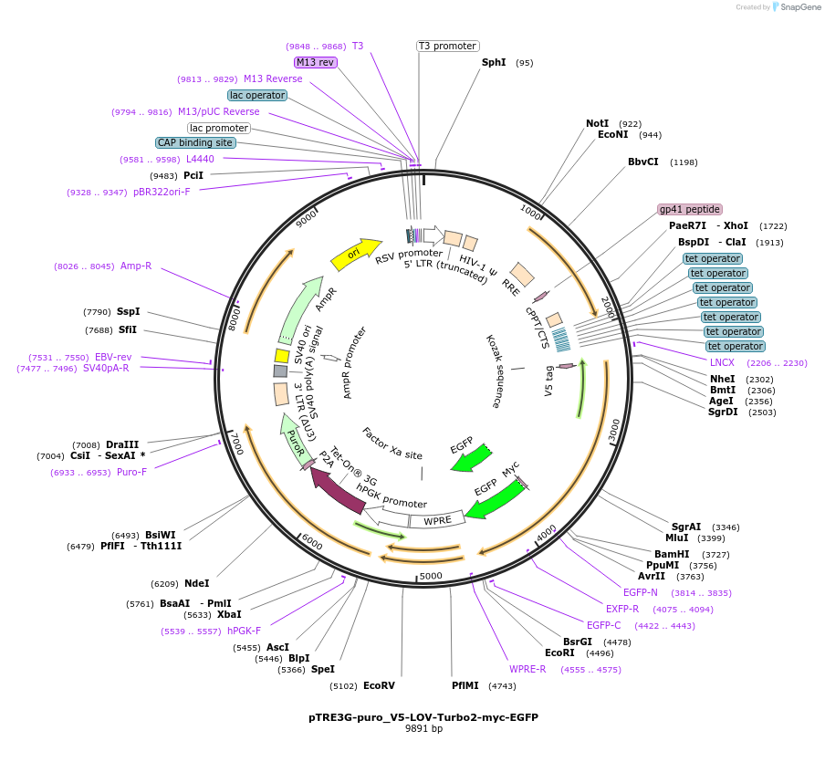 253793-plasmid-map-sequence-id-504453