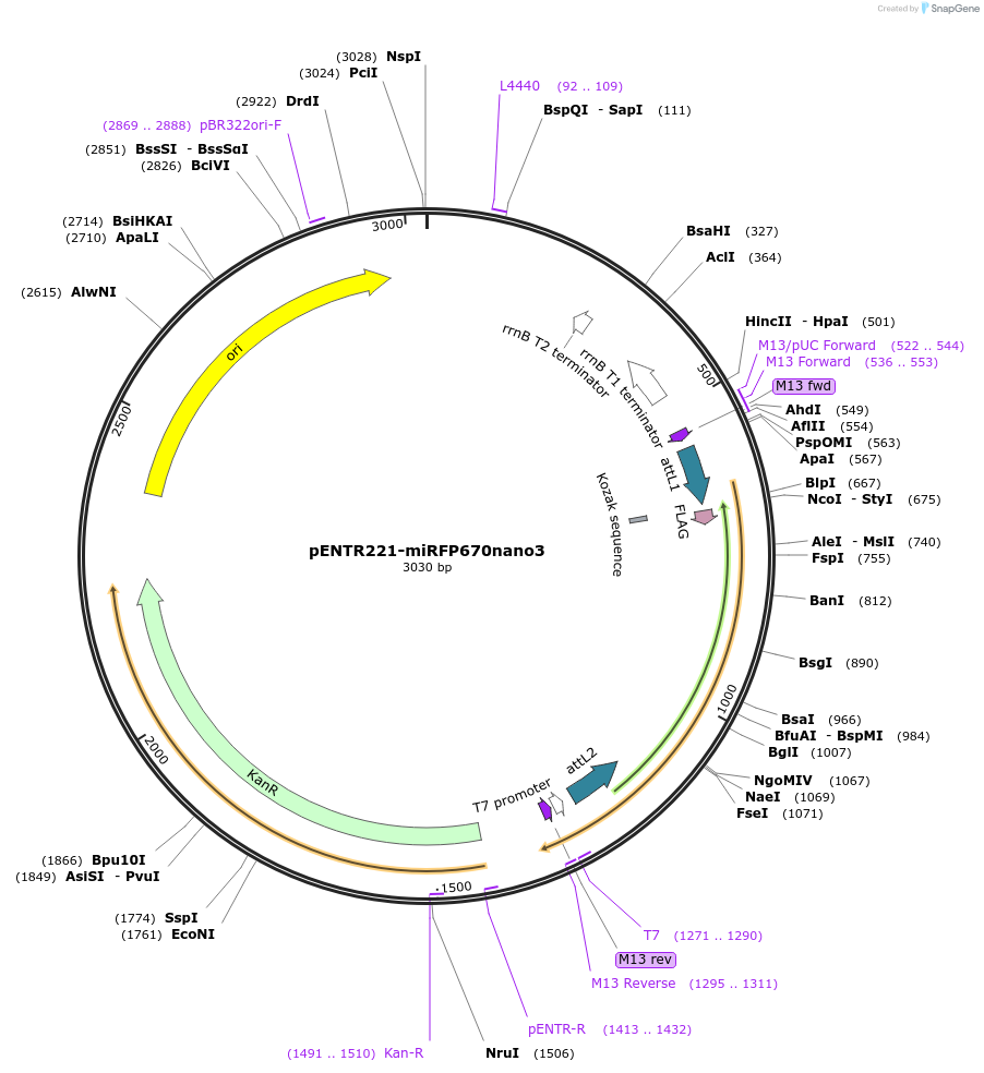252338-plasmid-map-sequence-id-504455