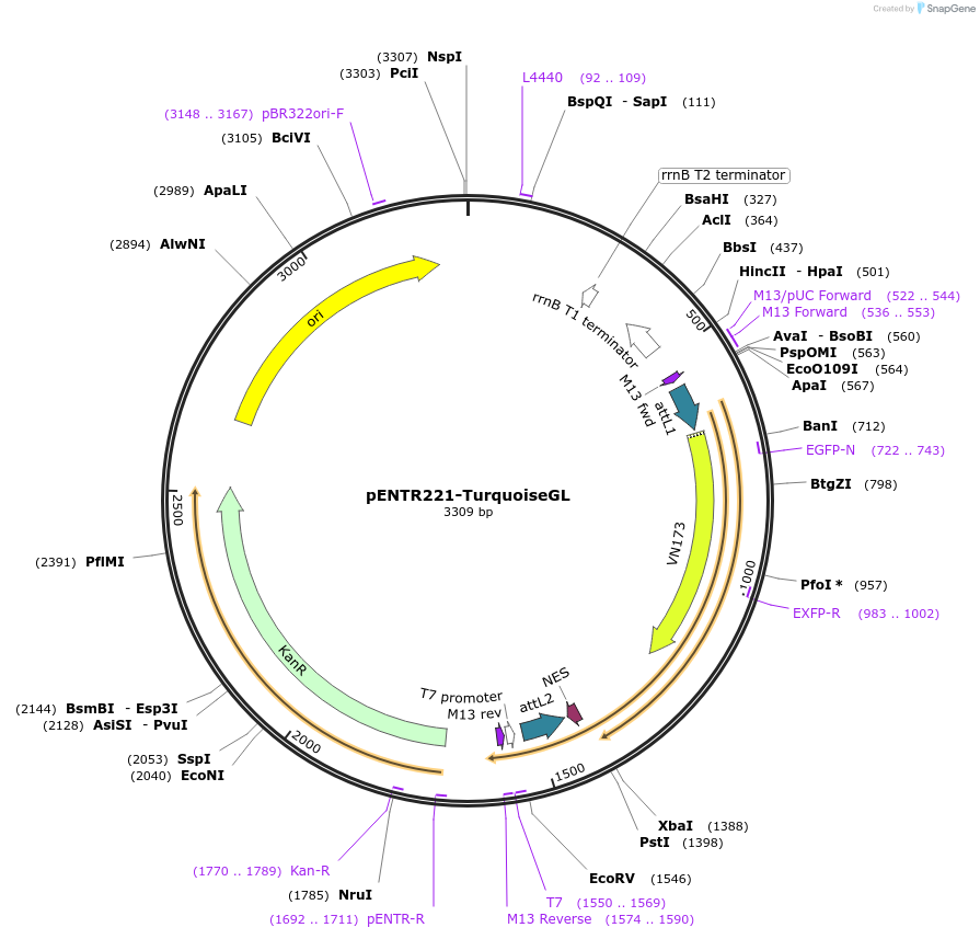 252336-plasmid-map-sequence-id-504457