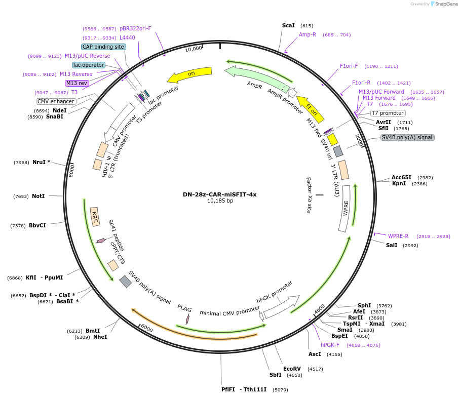 221624-plasmid-map-sequence-id-504462