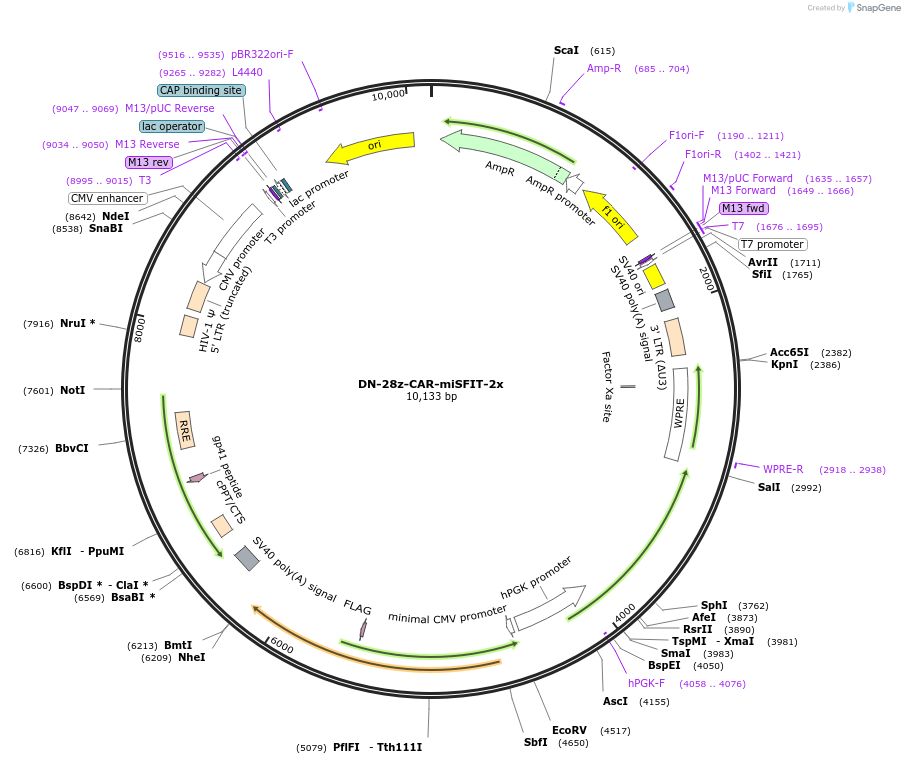 221623-plasmid-map-sequence-id-504464