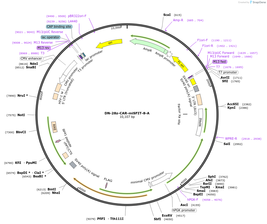 221625-plasmid-map-sequence-id-504471