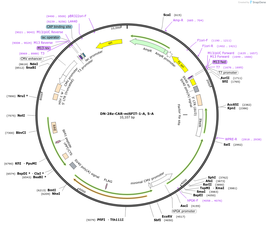 221631-plasmid-map-sequence-id-504477