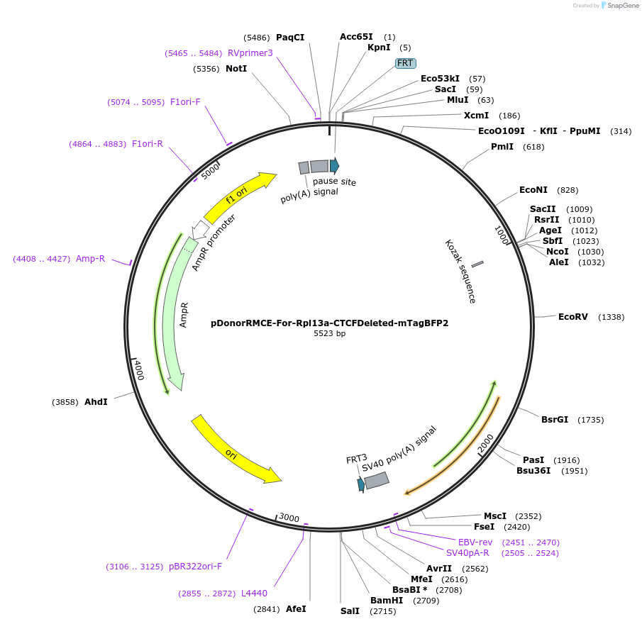 253427-plasmid-map-sequence-id-504484