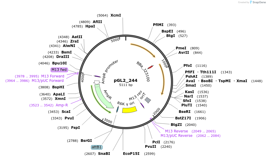 251851-plasmid-map-sequence-id-504489