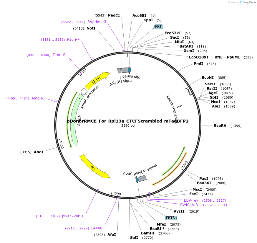 253428-plasmid-map-sequence-id-504493