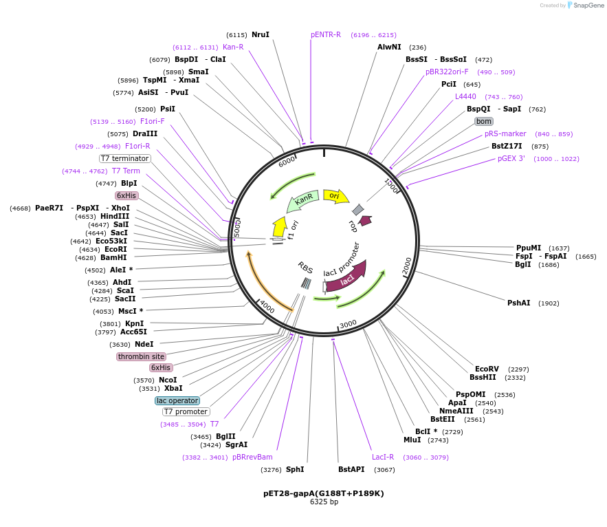 252948-plasmid-map-sequence-id-504498