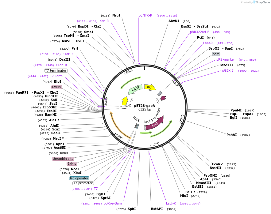 252947-plasmid-map-sequence-id-504515