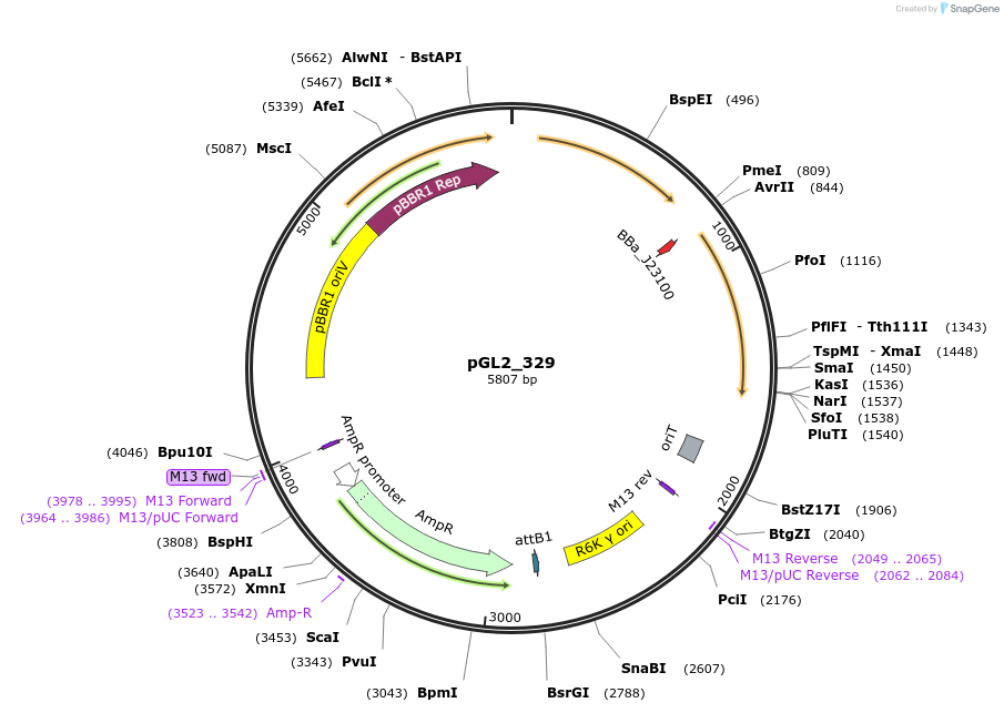 251857-plasmid-map-sequence-id-504525