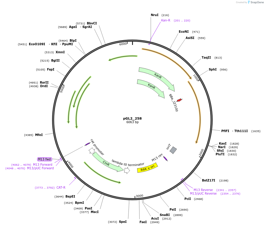 251898-plasmid-map-sequence-id-504547