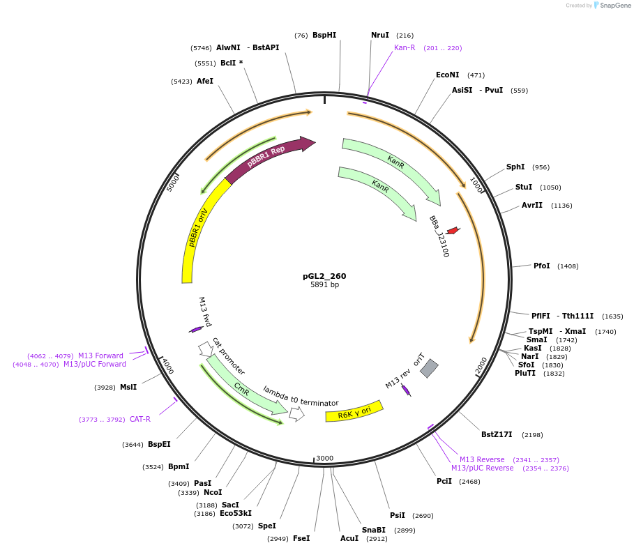 251900-plasmid-map-sequence-id-504551