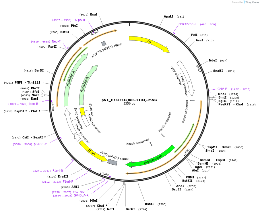 253328-plasmid-map-sequence-id-504555