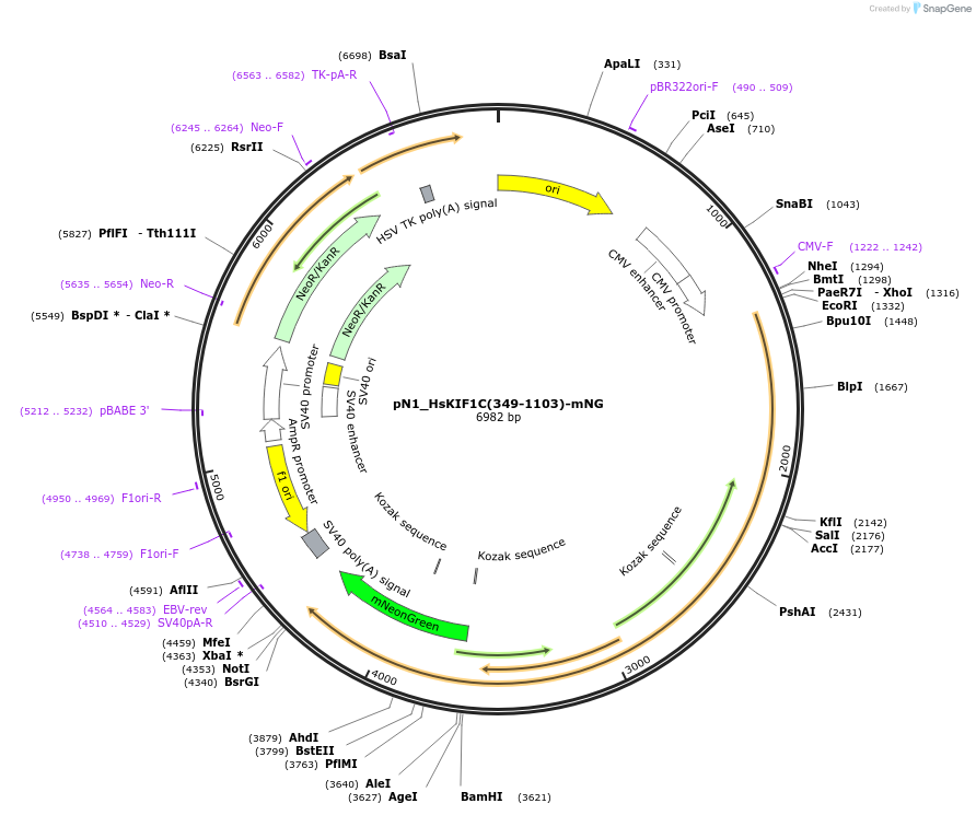 253327-plasmid-map-sequence-id-504566