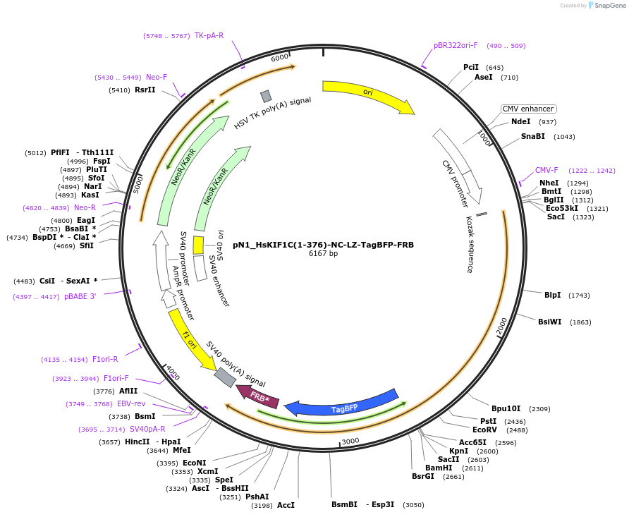253326-plasmid-map-sequence-id-504570