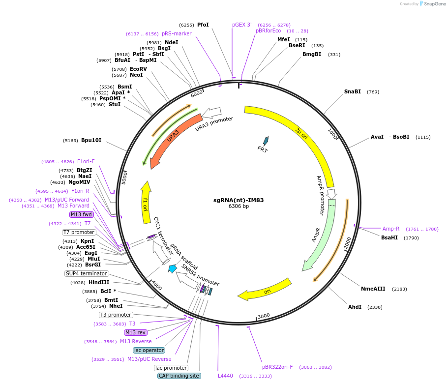251969-plasmid-map-sequence-id-504573