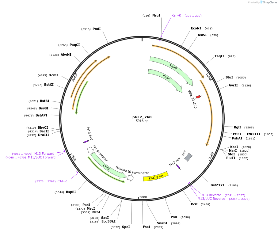 251908-plasmid-map-sequence-id-504575