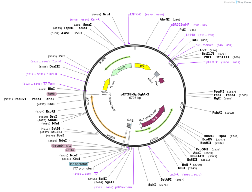 252910-plasmid-map-sequence-id-504576