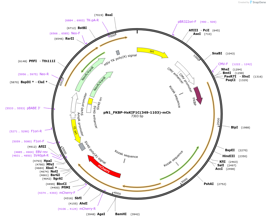 253321-plasmid-map-sequence-id-504580