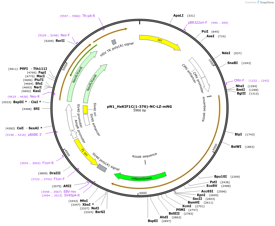 253325-plasmid-map-sequence-id-504591