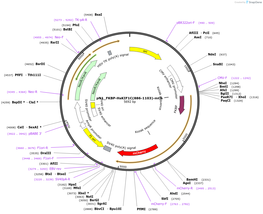 253322-plasmid-map-sequence-id-504595