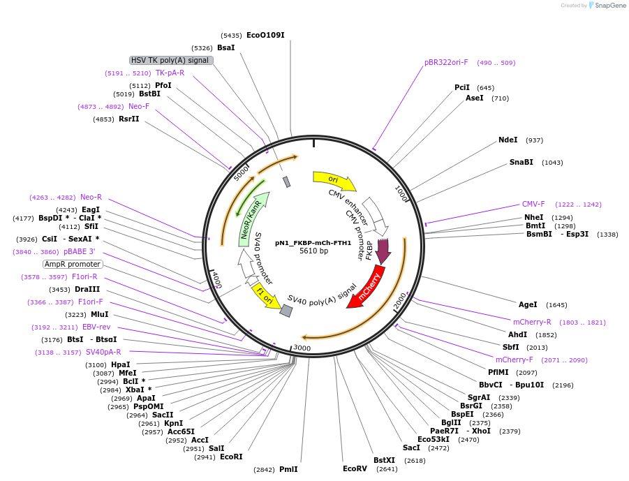 253323-plasmid-map-sequence-id-504597