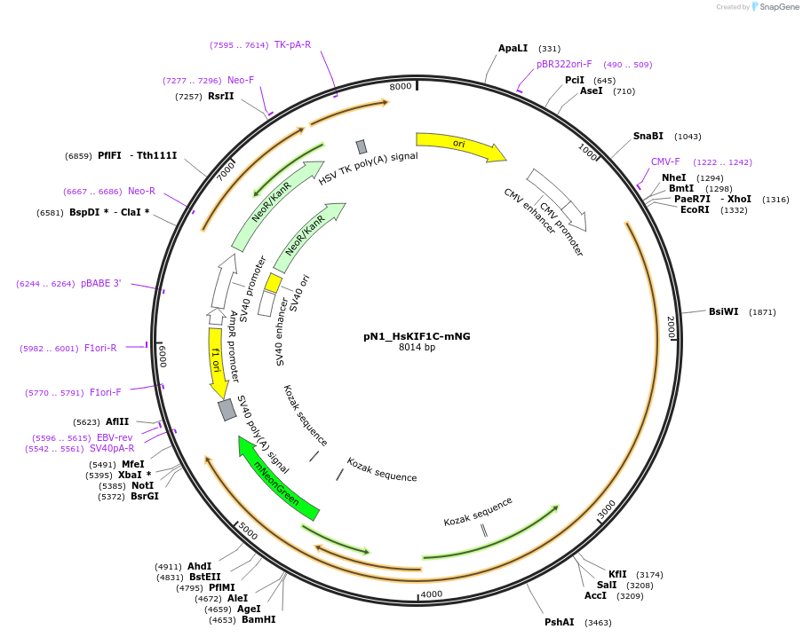 253324-plasmid-map-sequence-id-504599