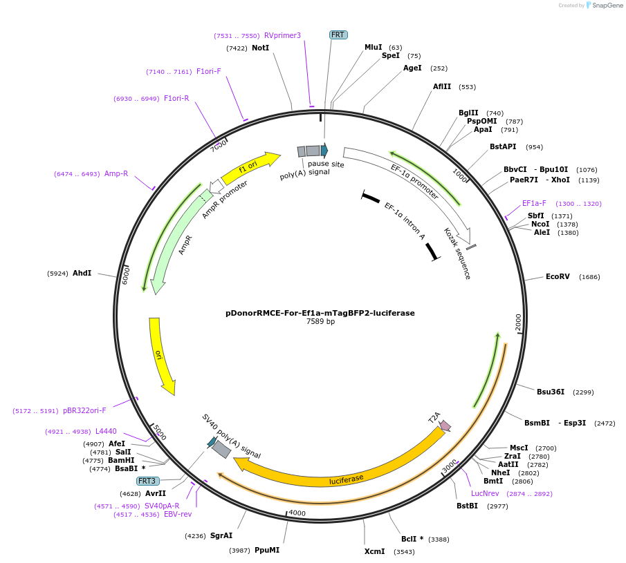 253439-plasmid-map-sequence-id-504610