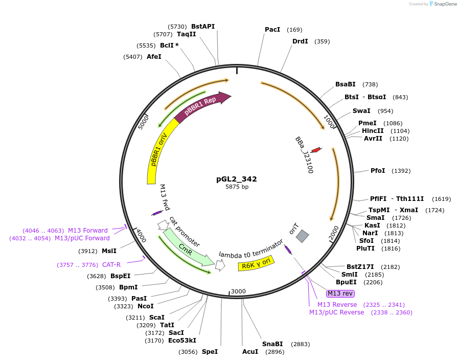 251922-plasmid-map-sequence-id-504613