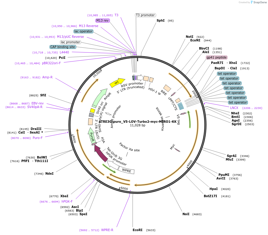 253795-plasmid-map-sequence-id-504632