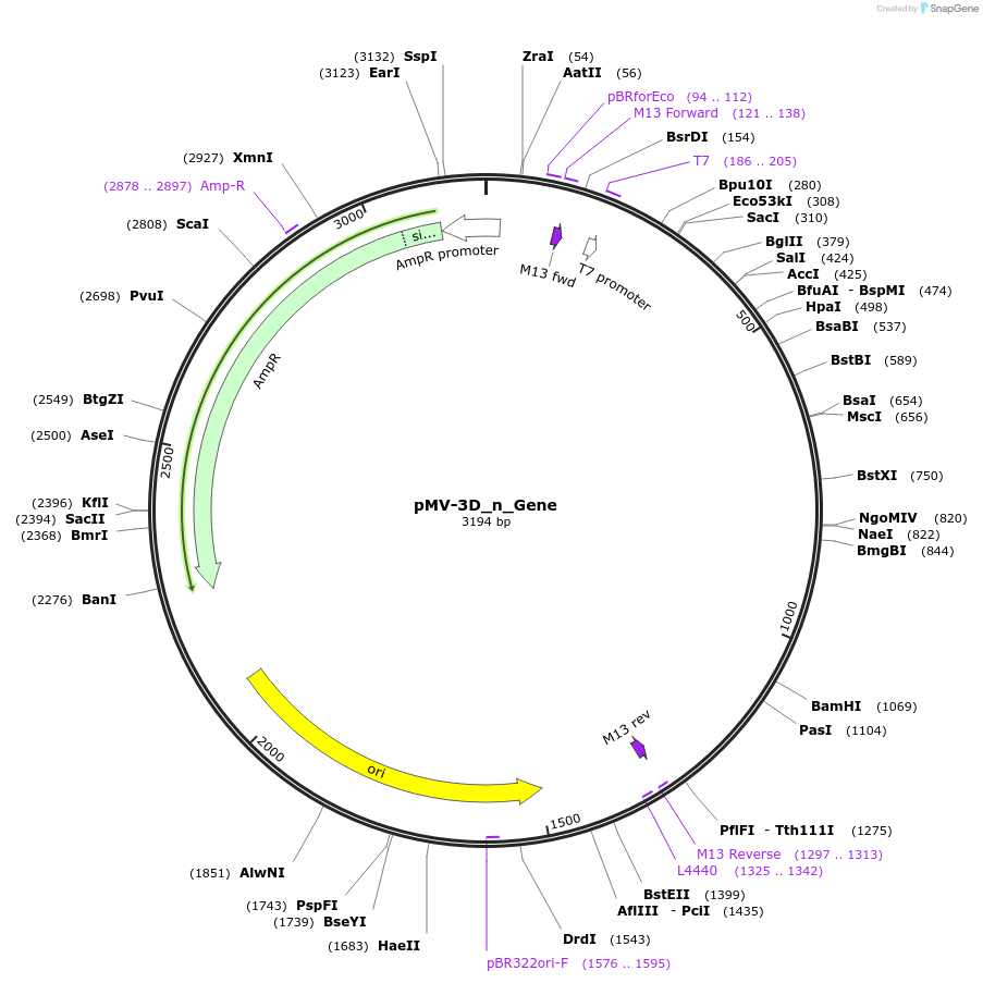 253725-plasmid-map-sequence-id-504651