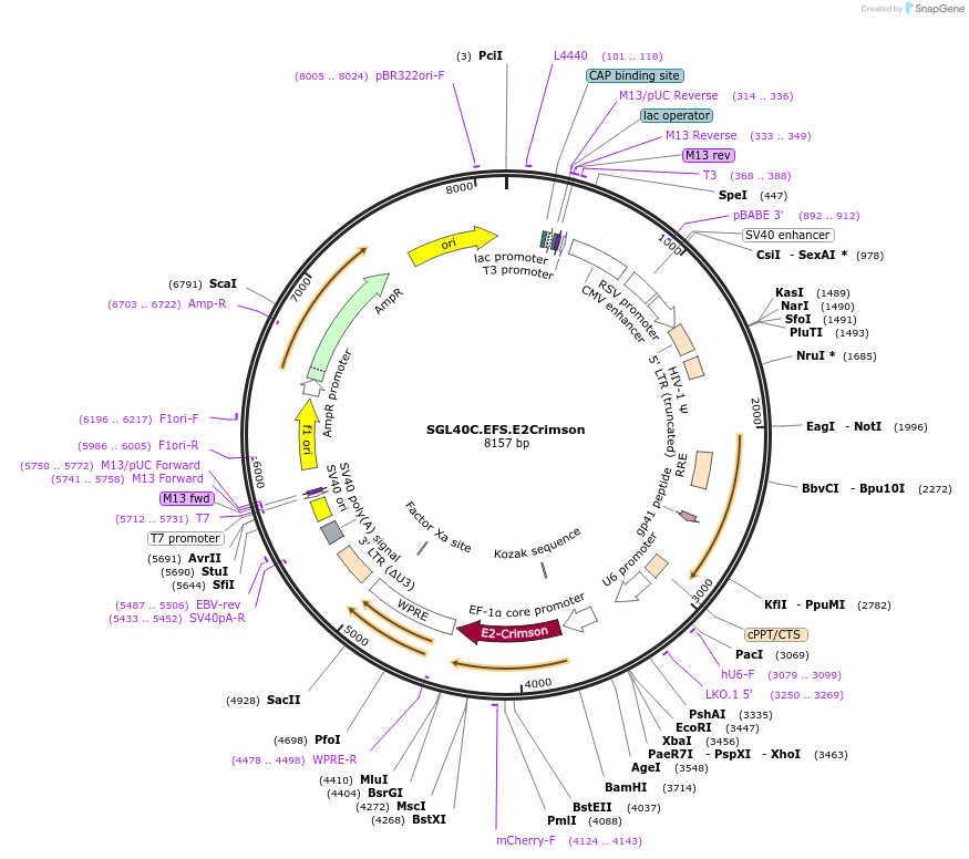 100894-plasmid-map-sequence-id-504692