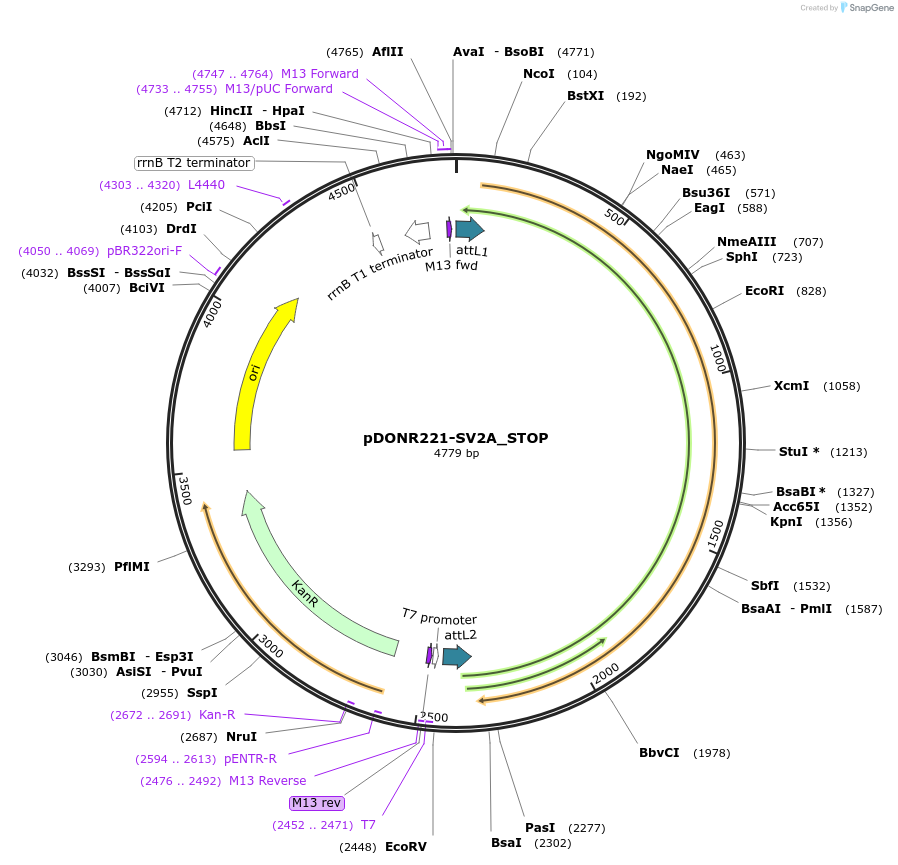 161423-plasmid-map-sequence-id-504695