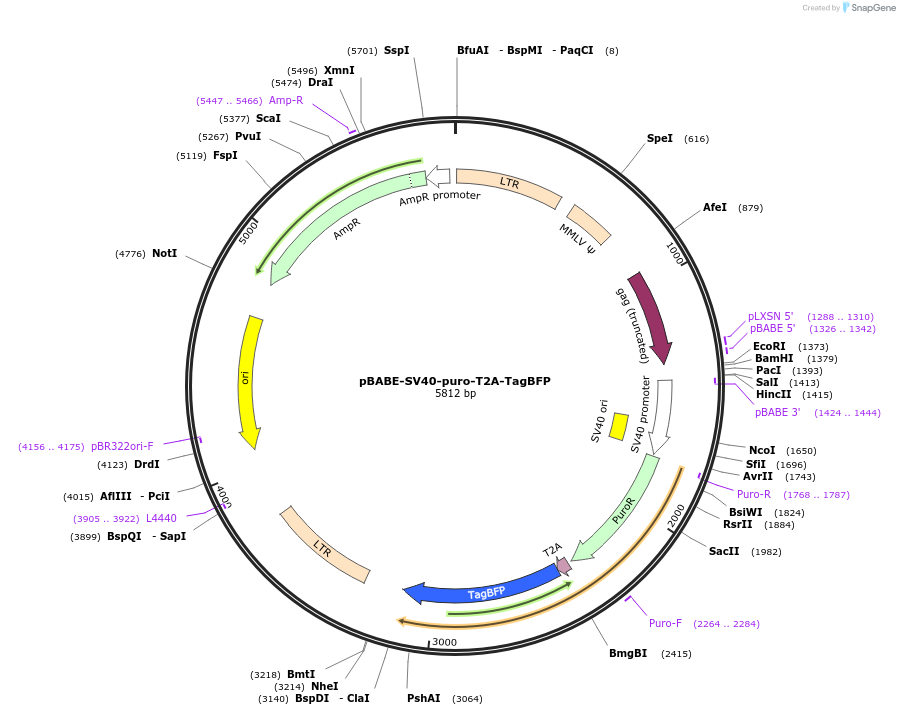 254075-plasmid-map-sequence-id-504697