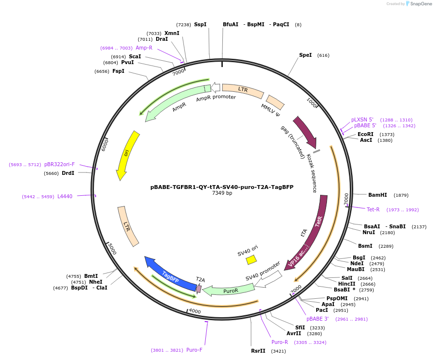 254094-plasmid-map-sequence-id-504706