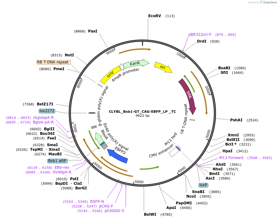 252223-plasmid-map-sequence-id-504742