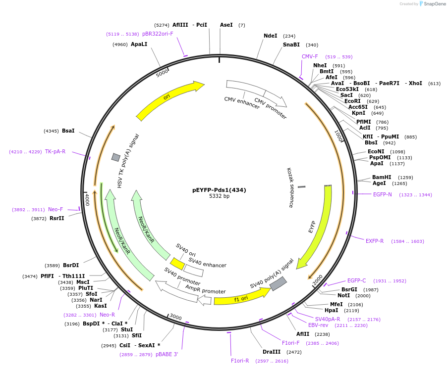 39847-plasmid-map-sequence-id-50475