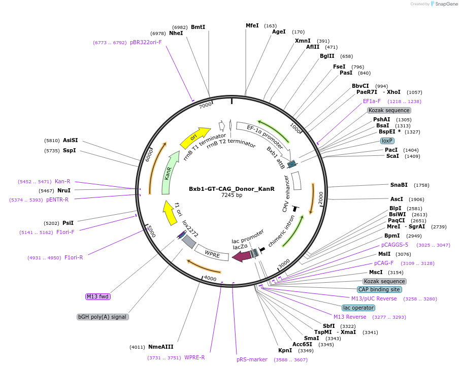 252230-plasmid-map-sequence-id-504755