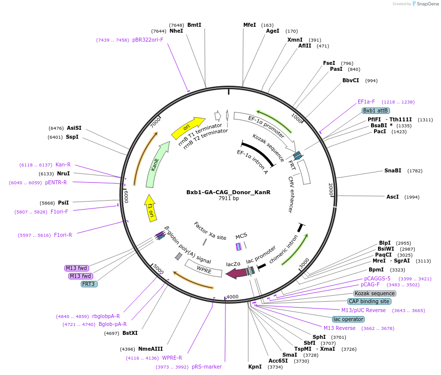 252231-plasmid-map-sequence-id-504769