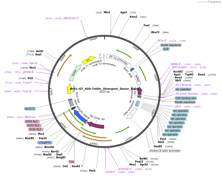 252232-plasmid-map-sequence-id-504771