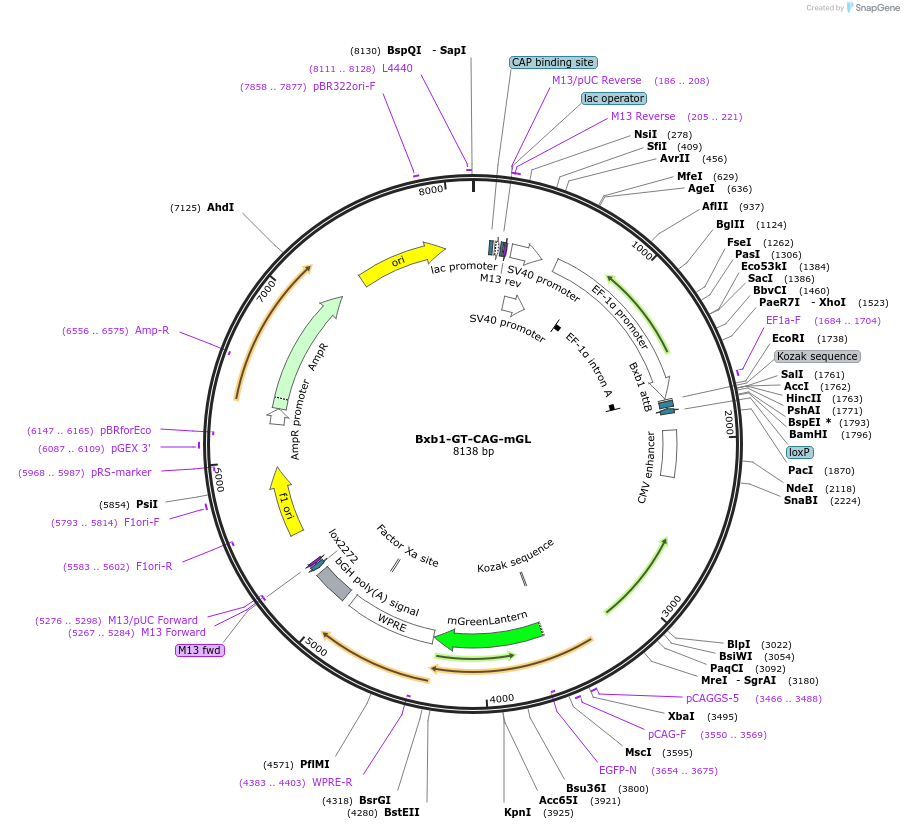 252234-plasmid-map-sequence-id-504772
