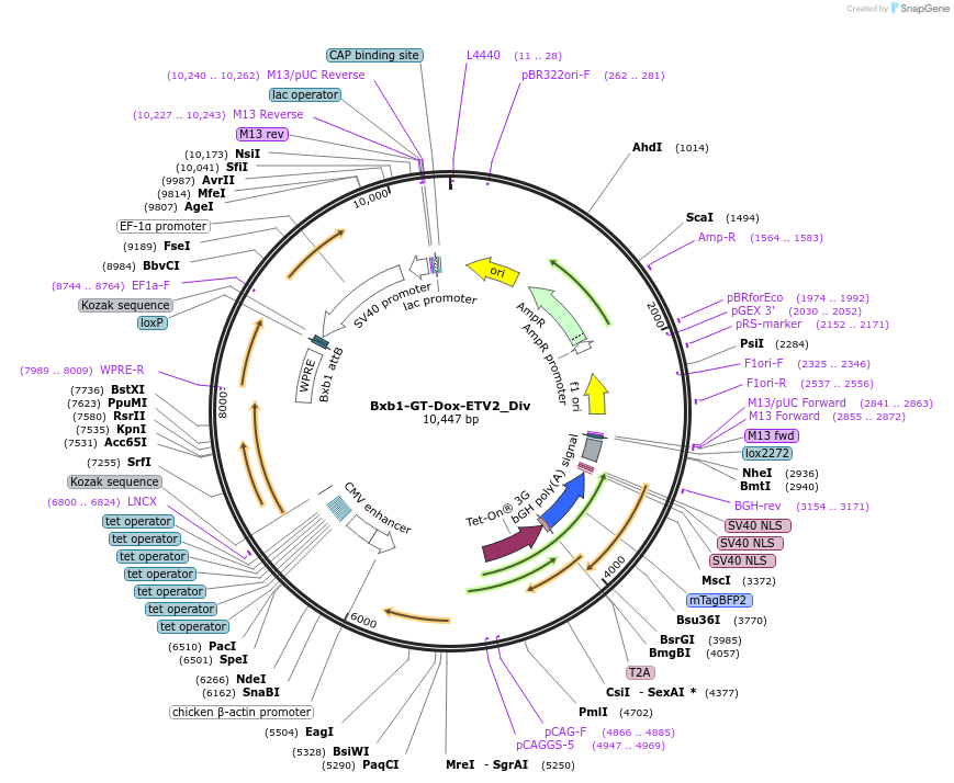 252236-plasmid-map-sequence-id-504774