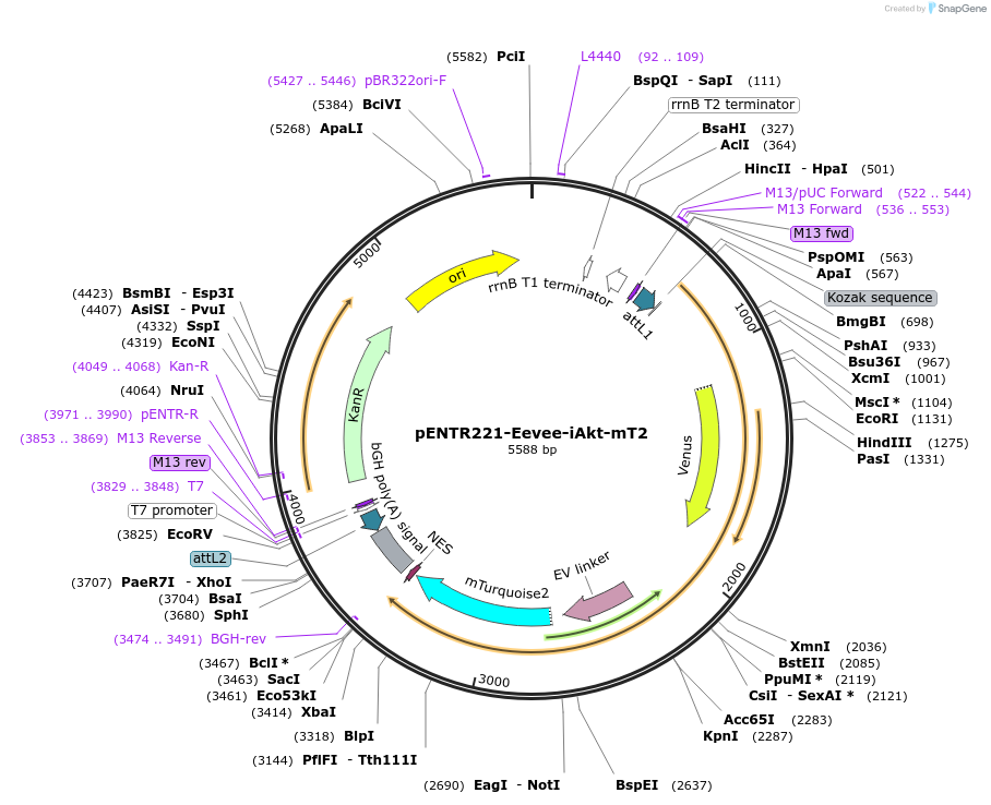 252346-plasmid-map-sequence-id-504793