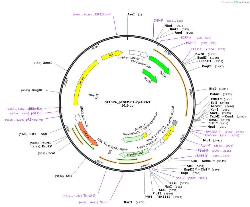 251715-plasmid-map-sequence-id-504835