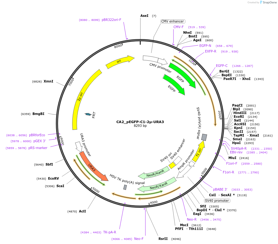 251716-plasmid-map-sequence-id-504836