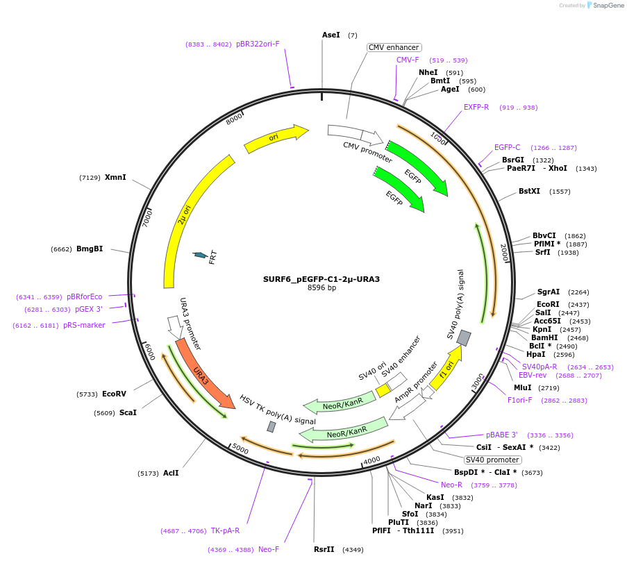 251718-plasmid-map-sequence-id-504837