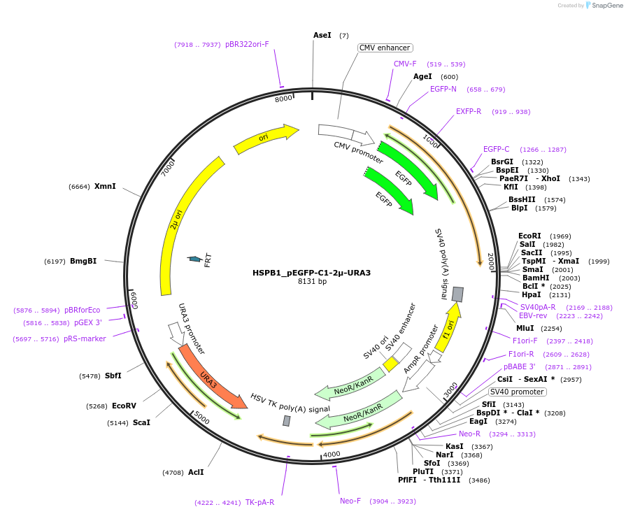 251717-plasmid-map-sequence-id-504839