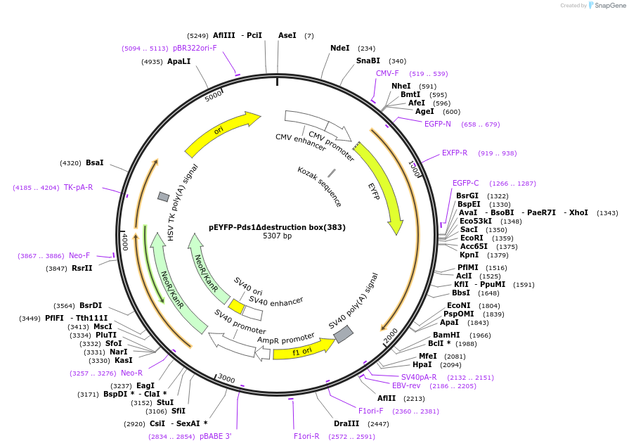 39848-plasmid-map-sequence-id-50484