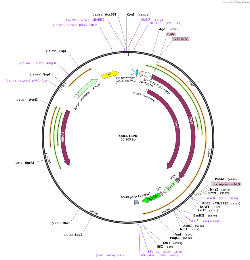 135960-plasmid-map-sequence-id-504858